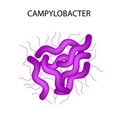 144818334_campylobacter.jpg